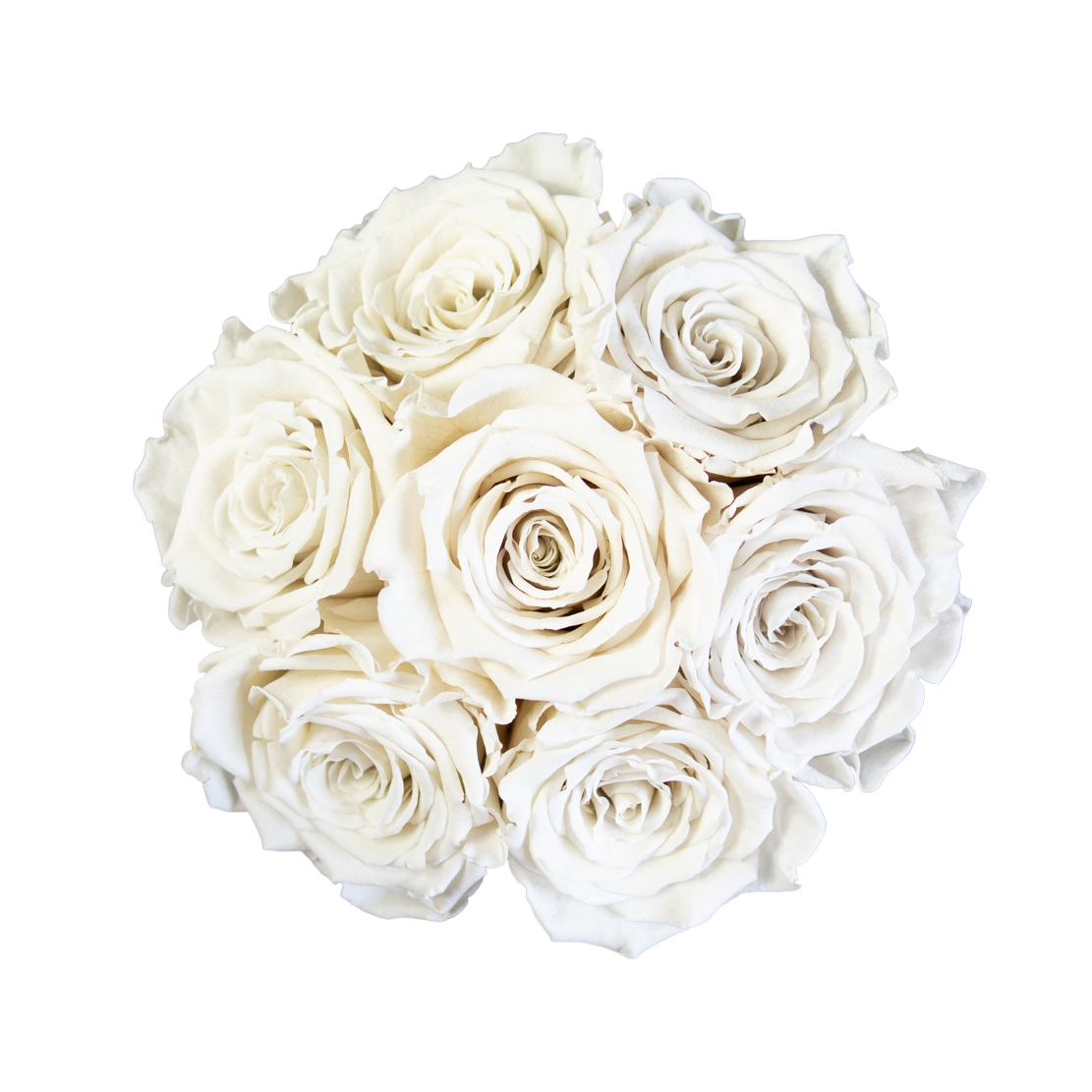 Dome White Roses Eternal Roses | Long Lasting White Roses | 6-7 Roses | Tusen rosor ...